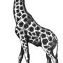 girafe.png