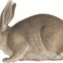 lapin.png