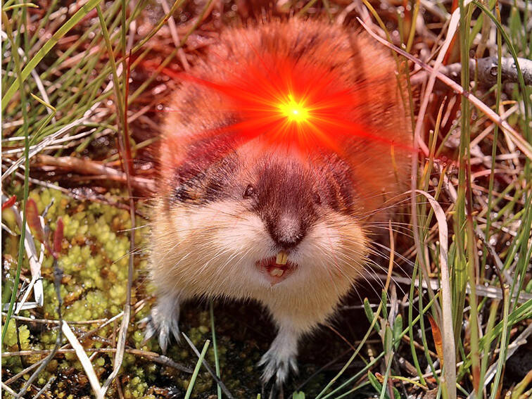 lemming.jpg