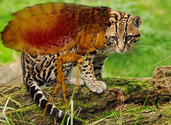 ocelot.jpg