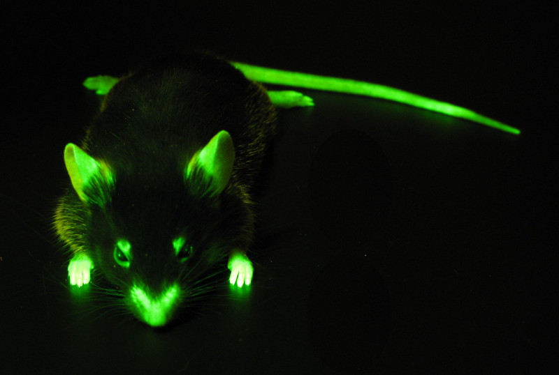 Rat fluorescent
